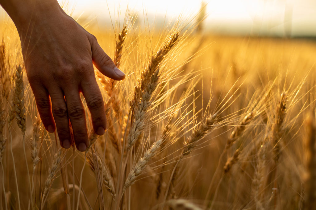 female hand touching a wheat stalk in a sunset field representing the Feed the Future initiative