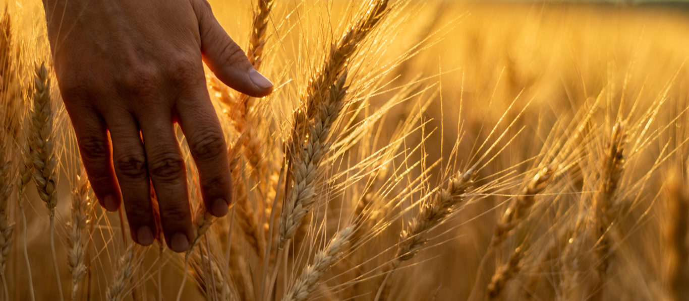 female hand touching a wheat stalk in a sunset field