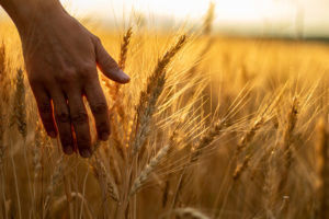 female hand touching a wheat stalk in a sunset lit field
