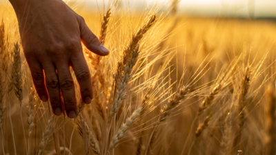 female hand touching a wheat stalk in a sunset field