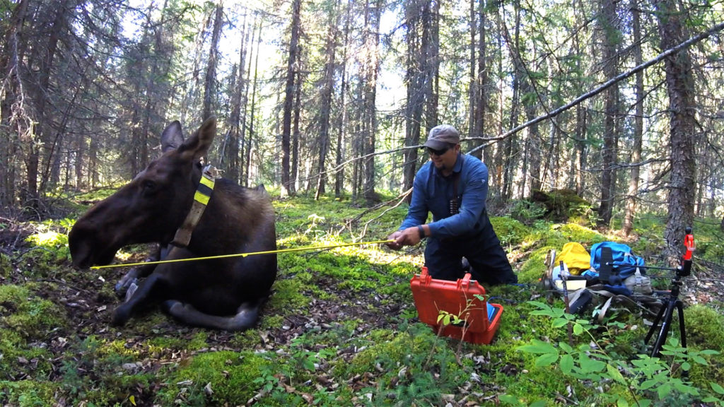 A moose lays down while a man takes his temperature with a long yellow stick in the middle of a forest