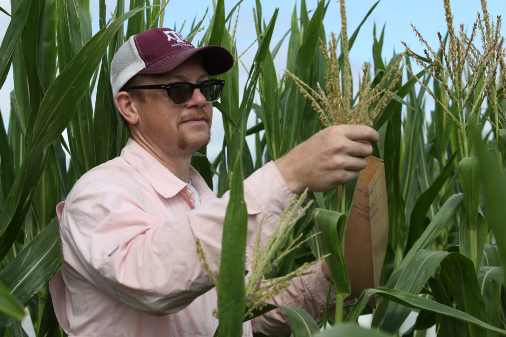 Man standing in a corn field  phenotyping the plant