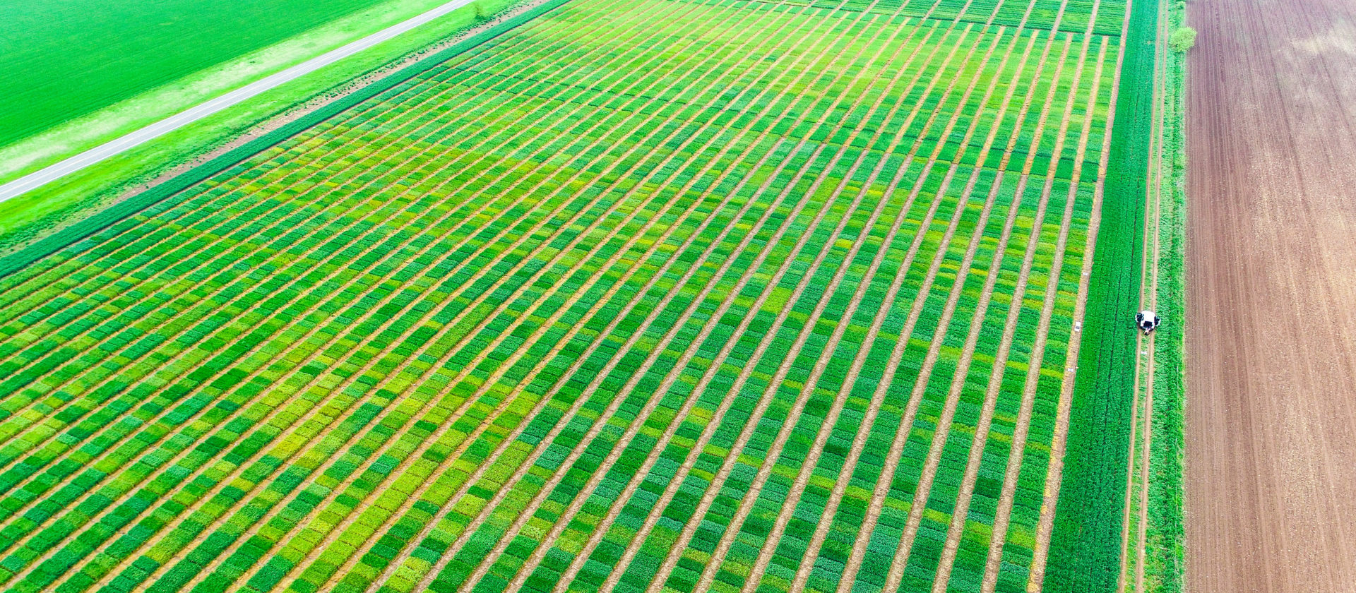 small grains field in McGregor, TX