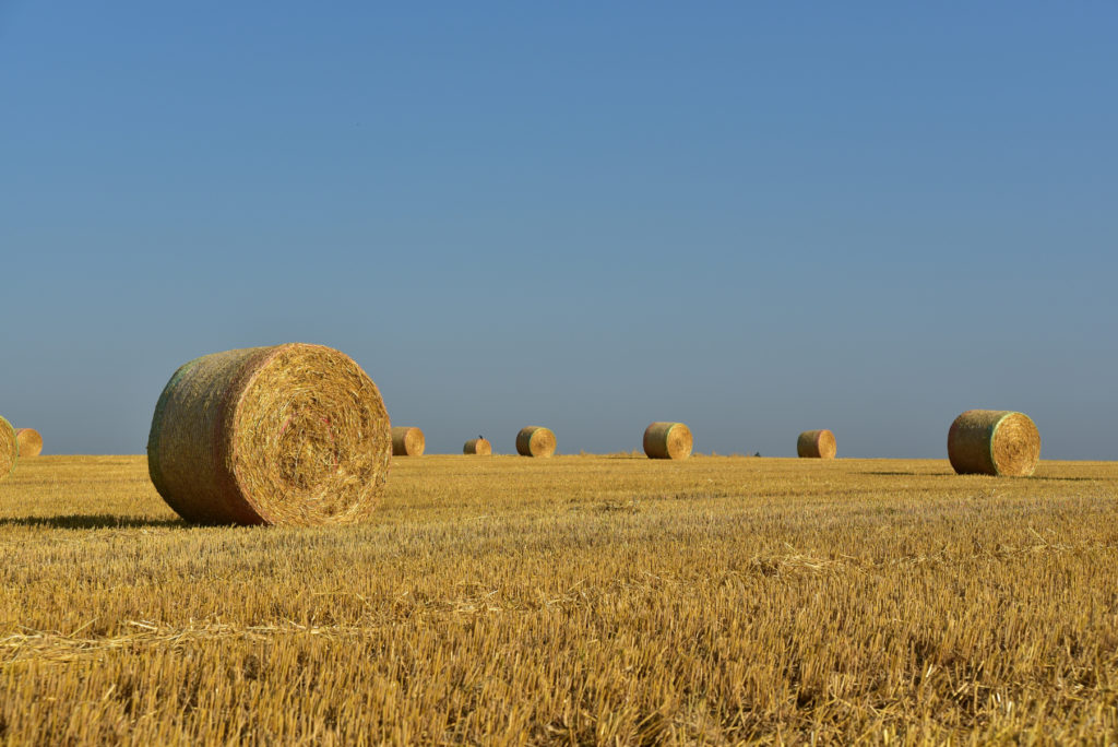 Round bales of hay in a field against a bright blue sky