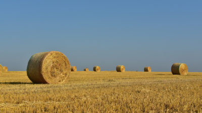 Round bales of hay in a field against a bright blue sky