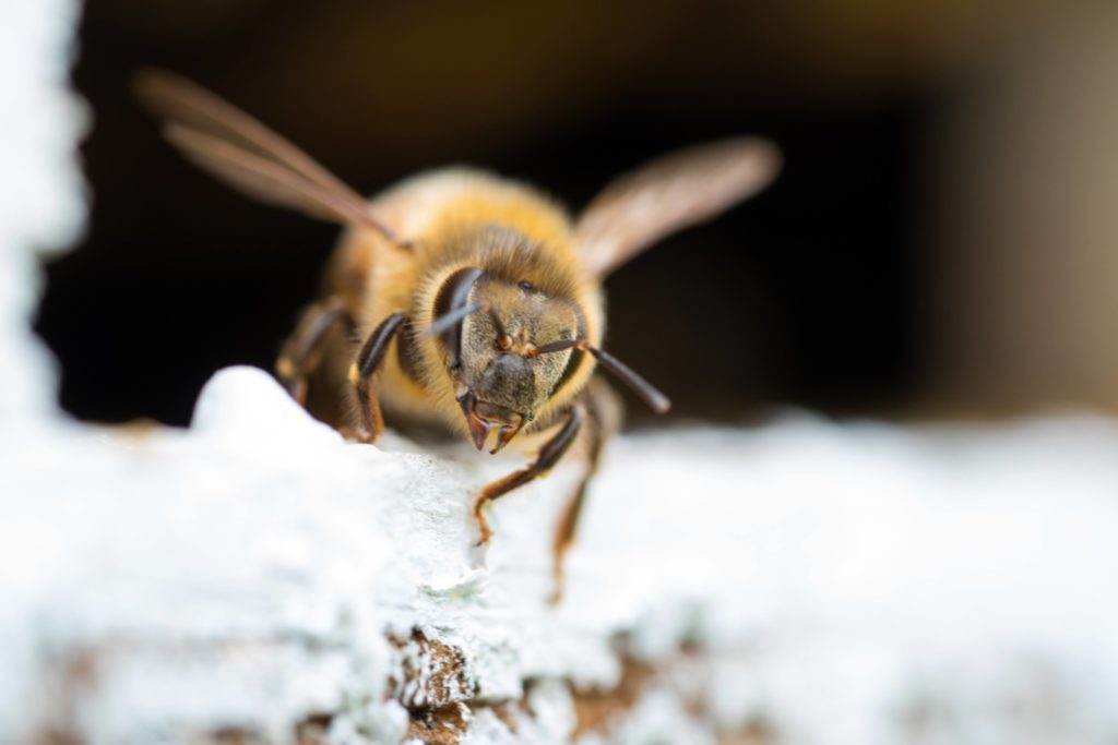 A close-up of a honey bee - beekeeping 101 will teach people how to manage honeybees