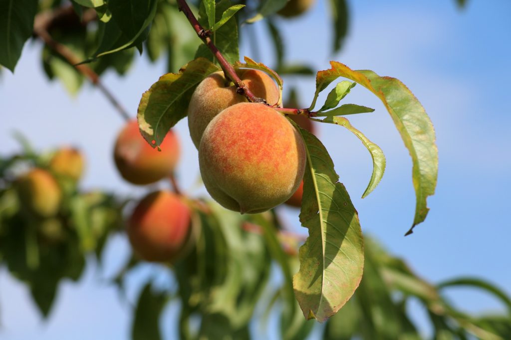 peach tree propagation can lead to improved fruit