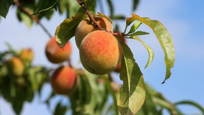 Texas Fruit Conference - peach orchard