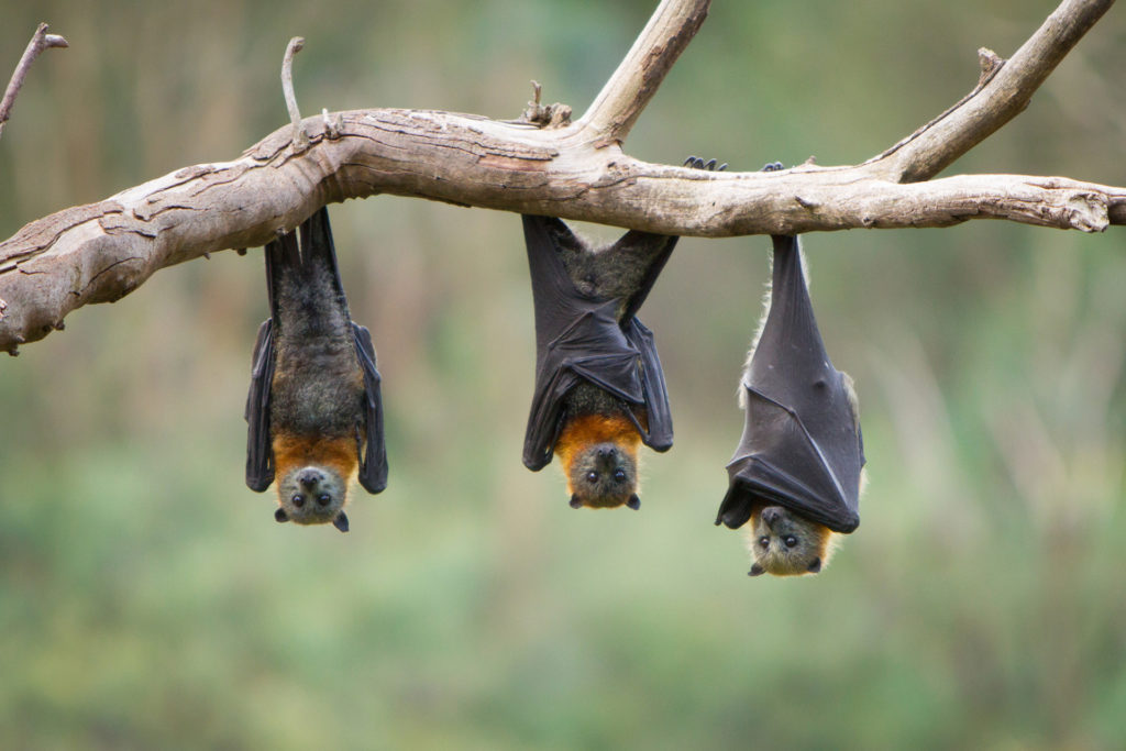 three bats hanging upside down from a tree limb