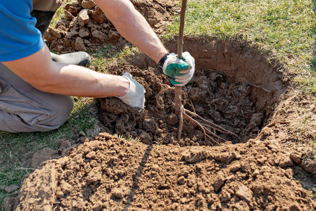 A person planting a bare root fruit tree. 