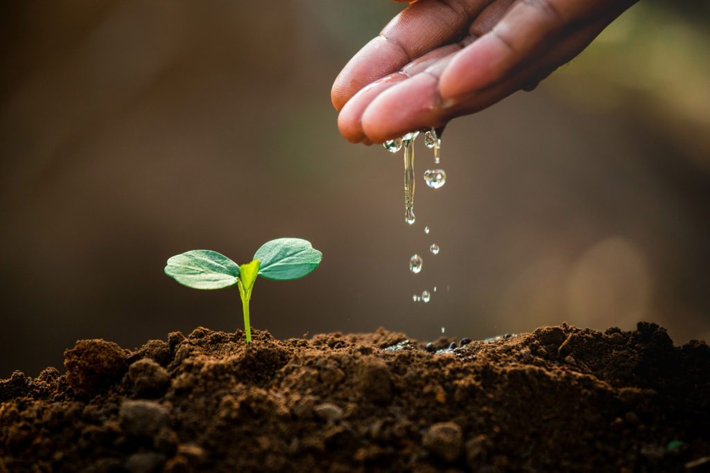 A single plant sprouting with water dripping from a hand - representing agriculture and natural resources.