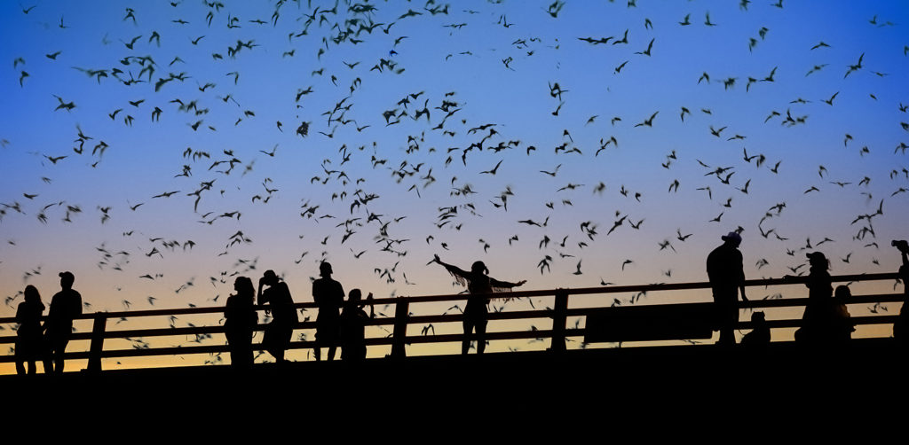 Bats flying against a night sky with silouhetted people on Congress Avenue Bridge