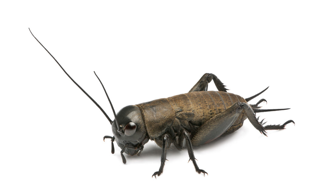 a single cricket - insects like this could soon be used for protein sources to add a sustainable feed and food bupply.