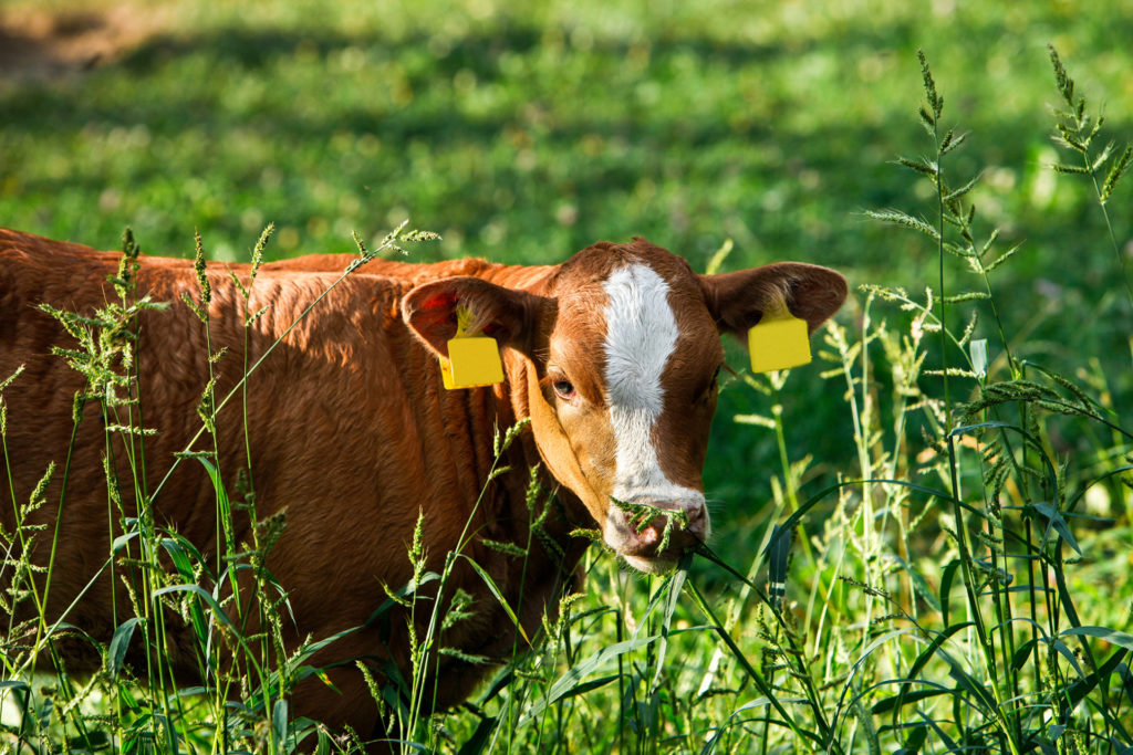a red cow with a white stripe stares through some growing forage