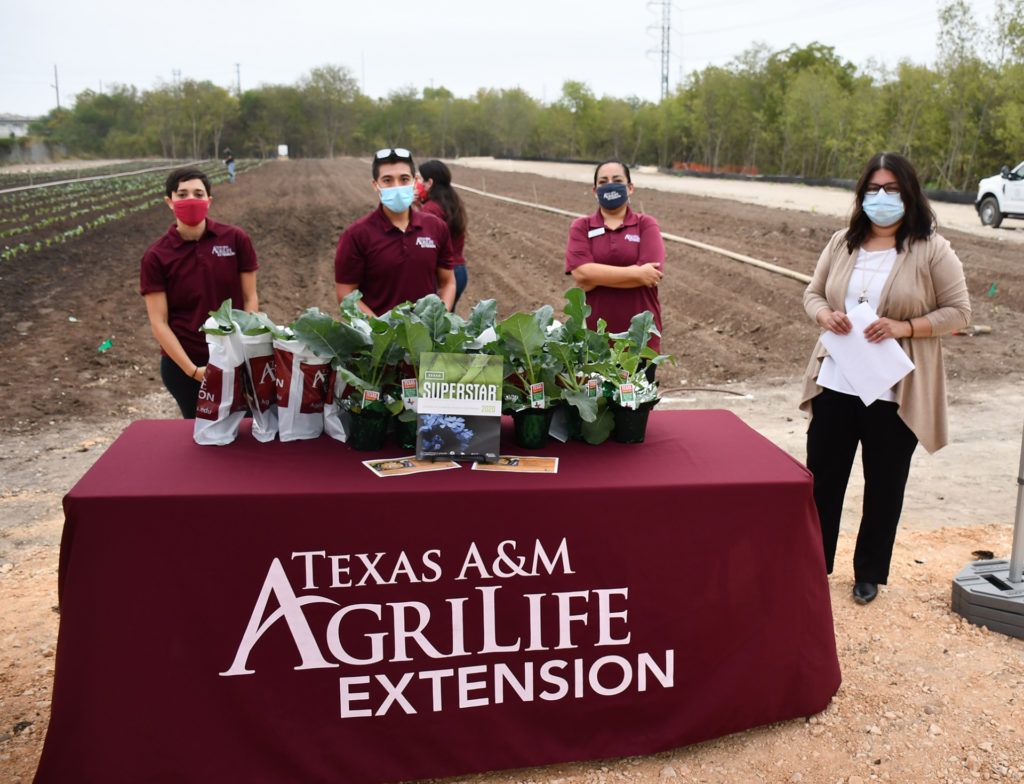 Masked people standing behind a Texas A&M AgriLife Extension tablecloth cover and decorations with the Greenies Urban Farm field behind