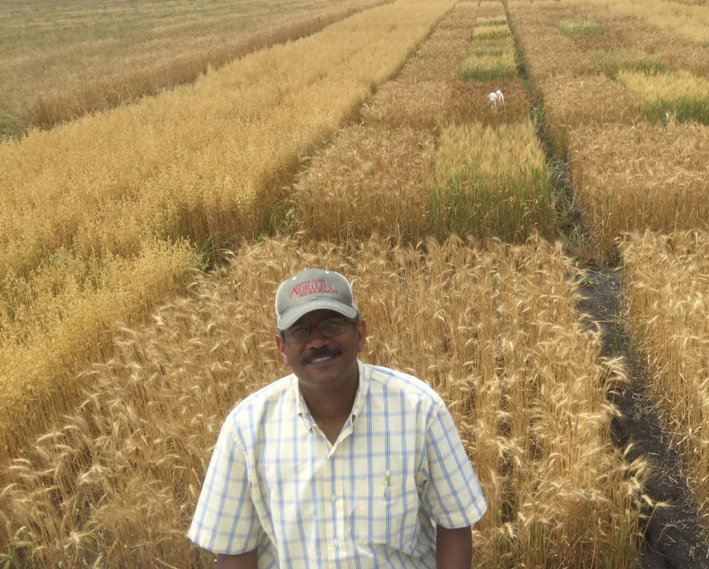 Man standing in front of a golden field of ripened wheat.
