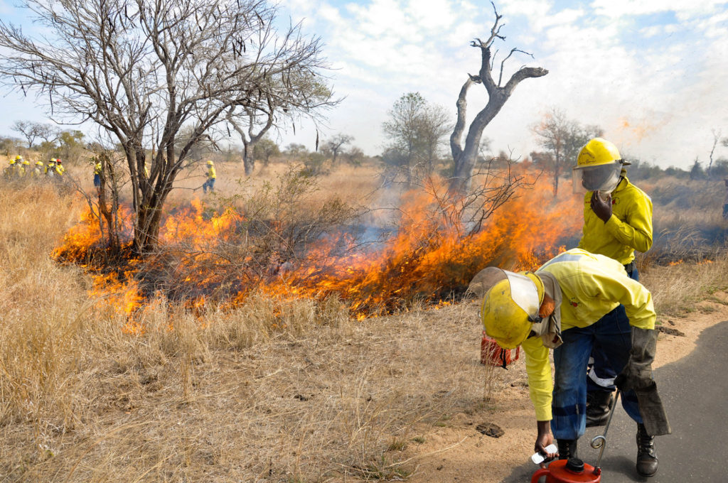 Two people dressed in yellow fire gear watch over a prescribed fire burning along a roadside in grass surrounding trees