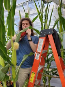 Farber scans corn with portable instrument