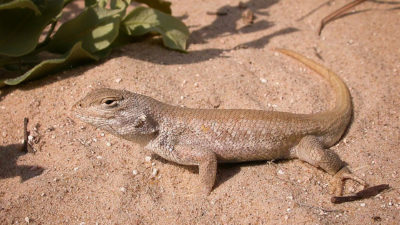 a dunes sagebrush lizard