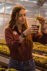 Kezar views a Palmer amaranth seedling in the greenhouse