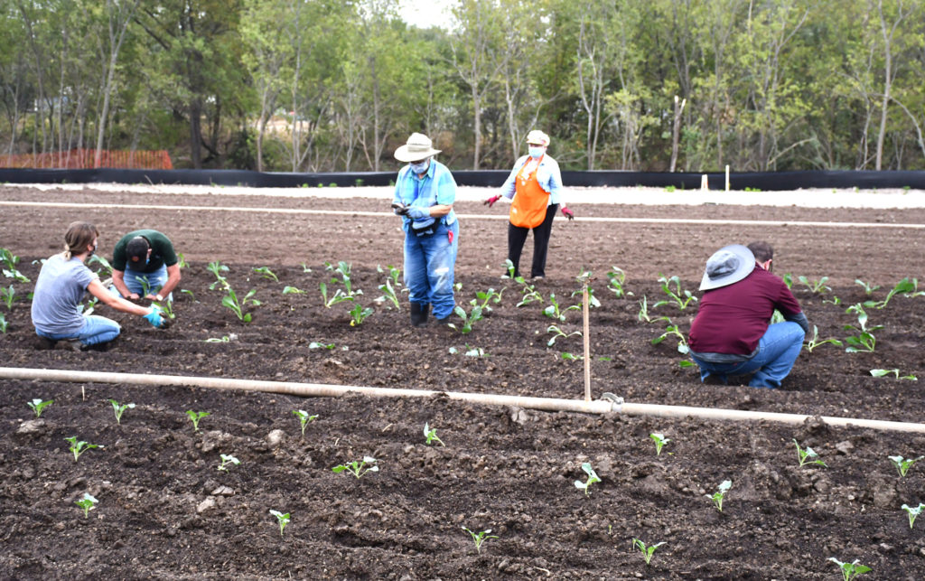 Gardeners standing and squatting to plant vegetables in the field at Greenies Urban Farm