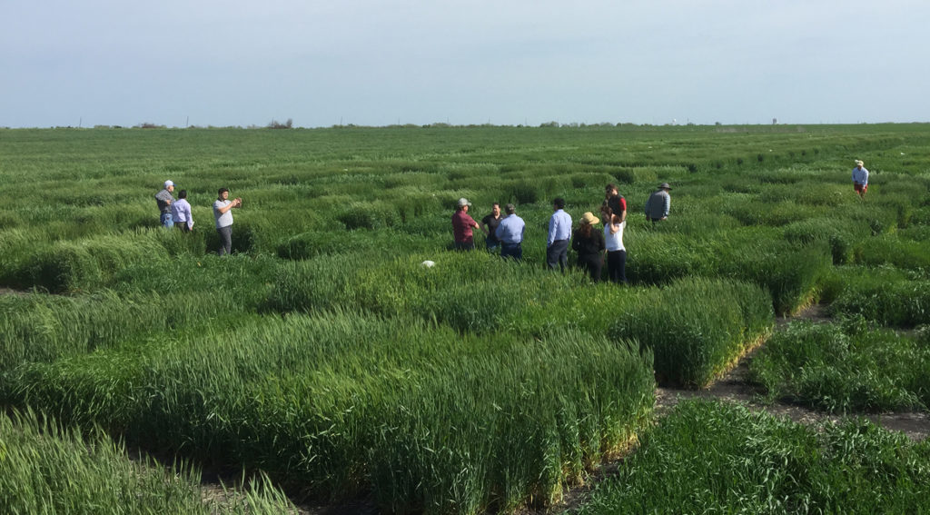 Lush green plots of hybridized wheat  are dotted with people walking through them