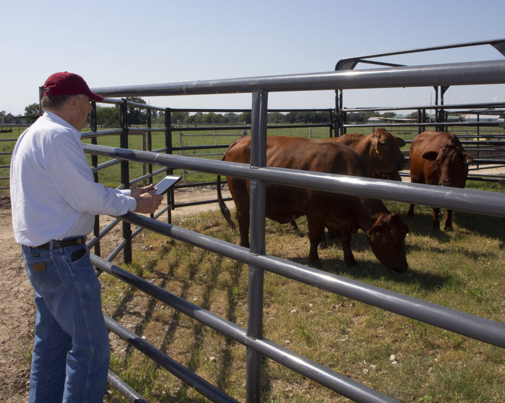 Veterinarian in white shirt uses a tablet to record data on a herd of bulls in a pen.