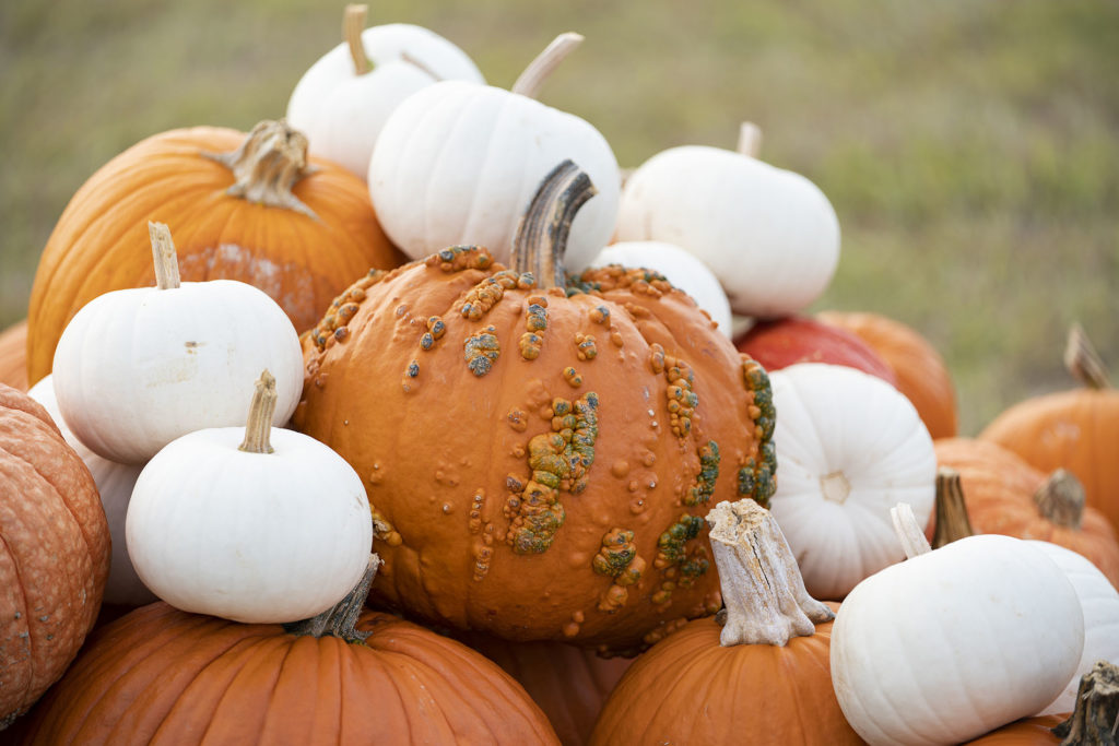This fall season a mixture of colors and textured pumpkins can be used for the decoration