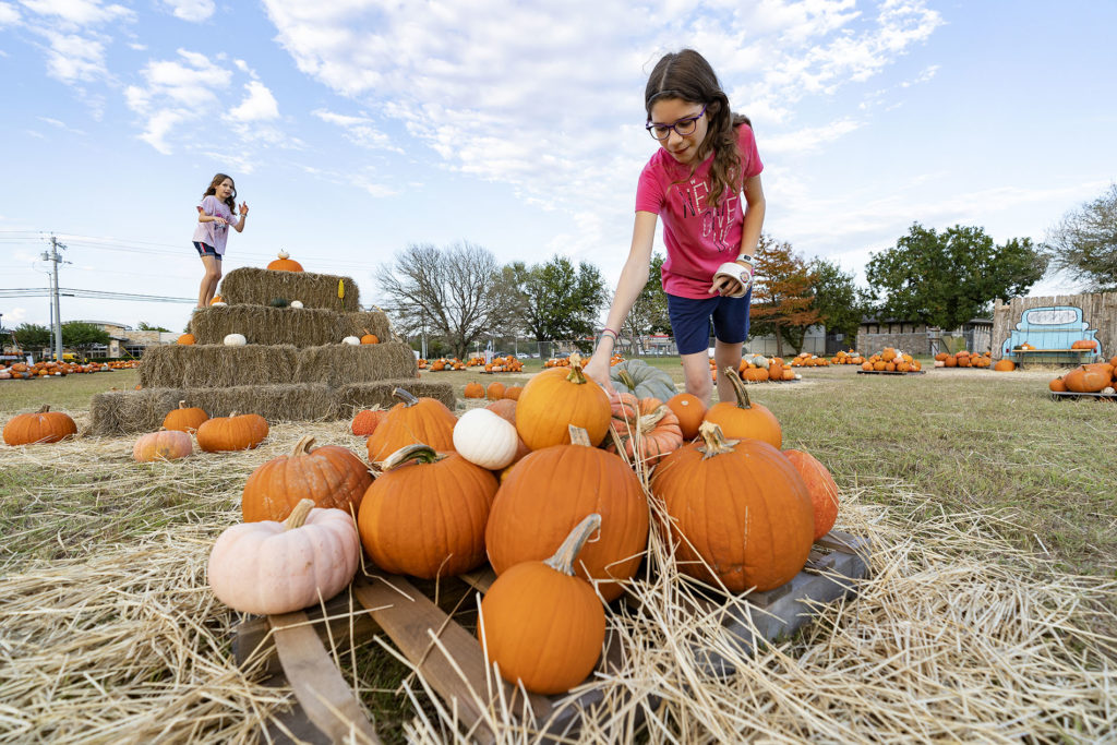 A girl reaches into a pile of pumpkins that are deep orange, light orange and even pale and white, as well as all sizes