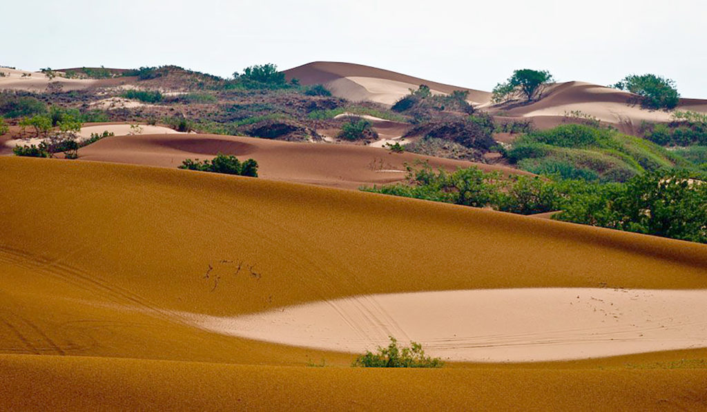 sand dunes roll into shinnery oak trees creating habitat for the dunes sagebrush lizard