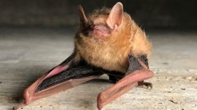 Close up picture of a tri-color bat