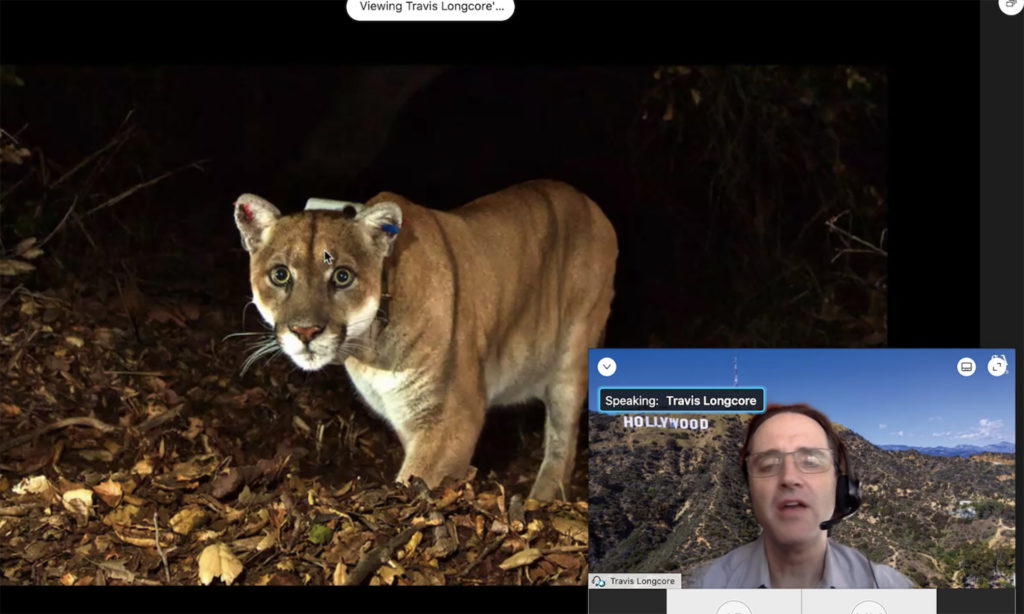 A cougar appears on the big screen with a smaller inset screen of a man talking virtually at the Texas Master Naturalist meeting.