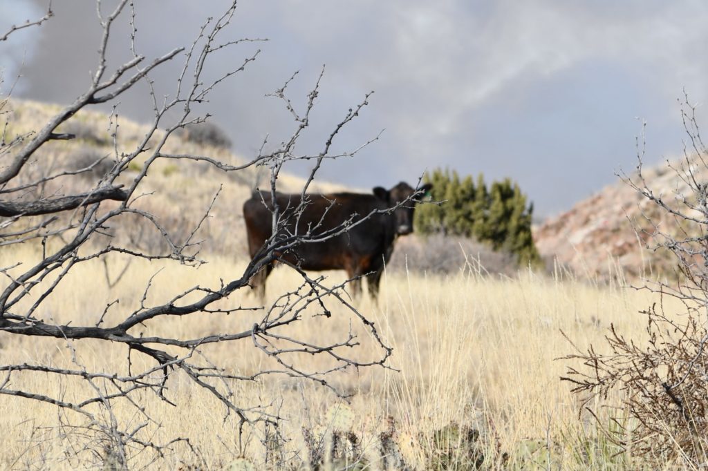 A lone cow standing in tall dry grass in a field. Grass types will be a part of the range tour webinar.