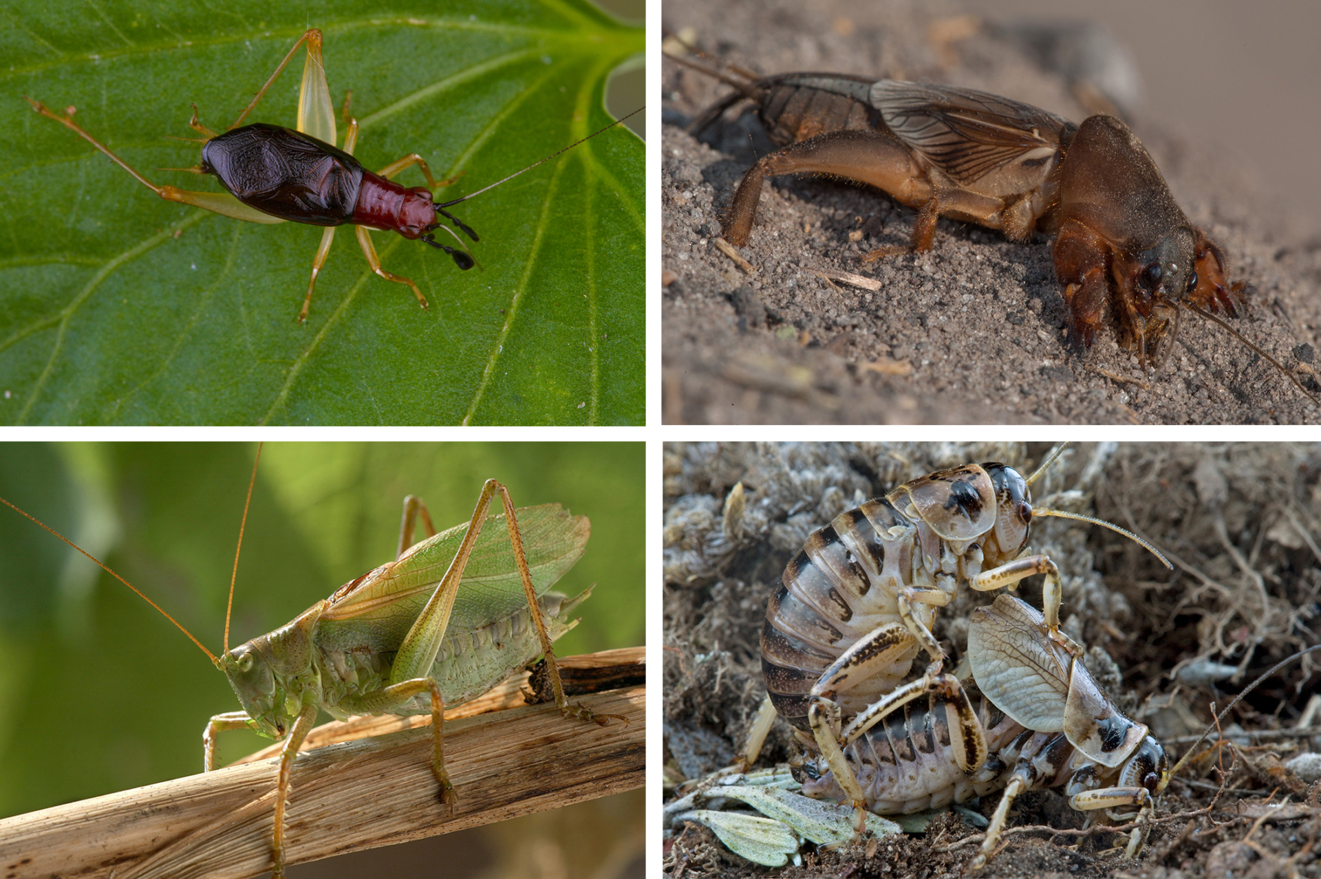 Clockwise from top left: crickets, mole cricket, grig and katydid. 