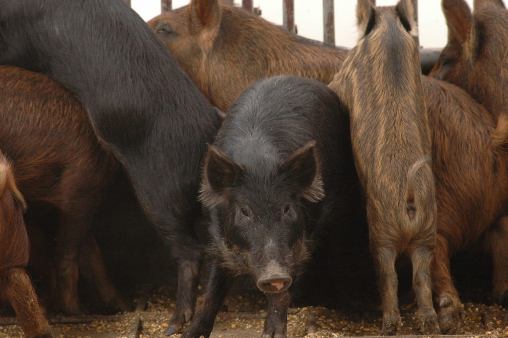 A front-facing wild hog among a group in a trailer