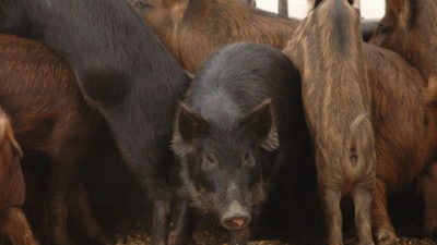 A group of feral hogs in a trailer