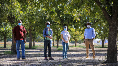 AgriLife and UTEP researchers standing in a grove of trees wearing PPE masks