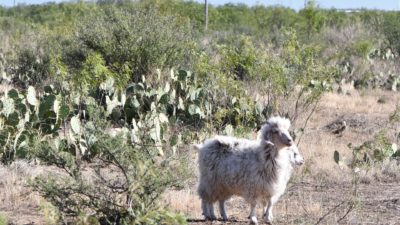Angora goat surrounded by mesquite trees and prickly pear