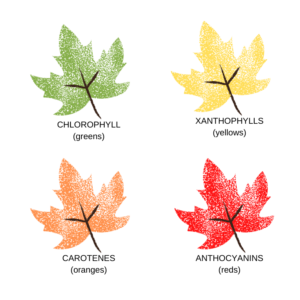 Chlorophyll diagram with a green, yellow, orange and red leaf each.