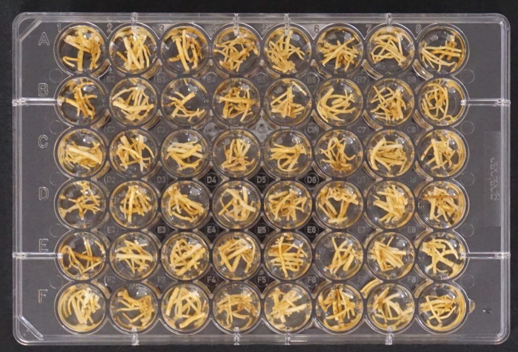 Tray of almost 50 'hairy roots' assays that are helping to research fastidious diseases