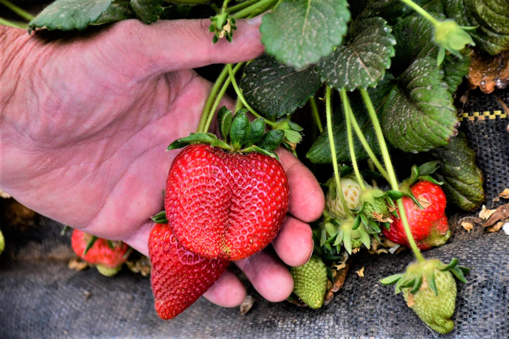 a large red strawberry sits nestled in a hand with less ripe strawberries on the plastic beside it.