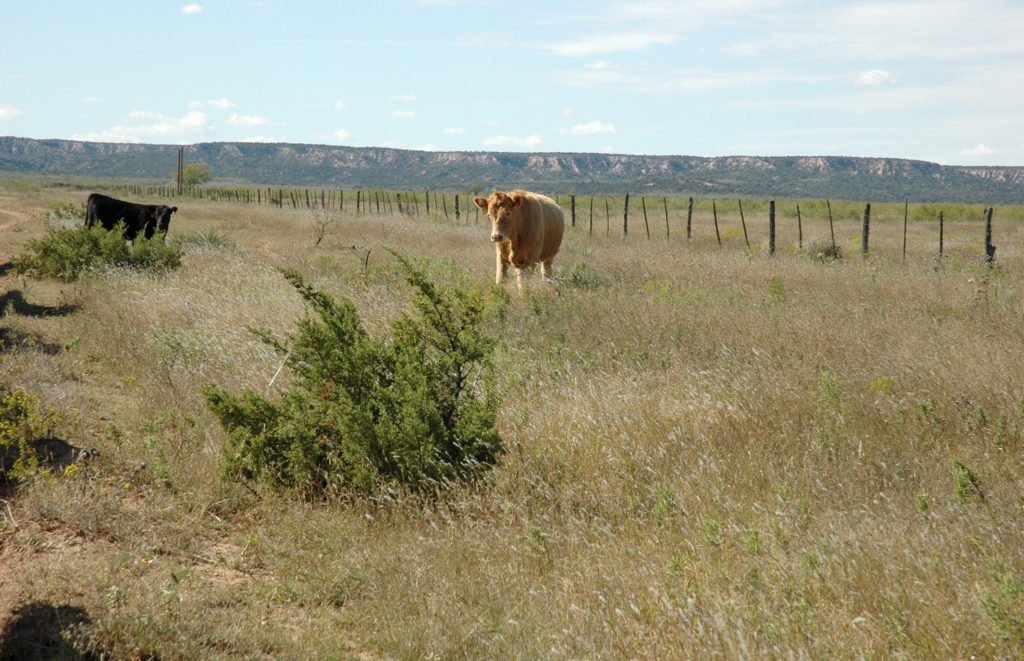 A rangeland plant - cedar bush - in front of grazing cattle on rangeland.