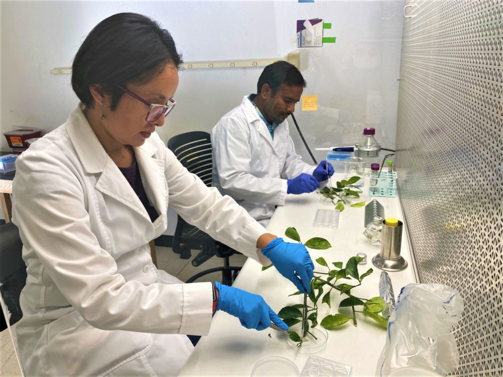 Two scientists, a man and a woman, work at lab stations to examine roots of plants affected by fastidious diseases
