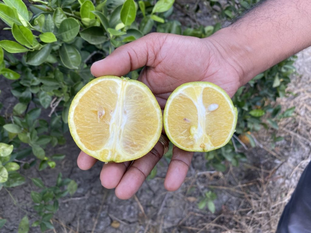 Hand holding orange halves to show affect of a fastidious disease, citrus greening