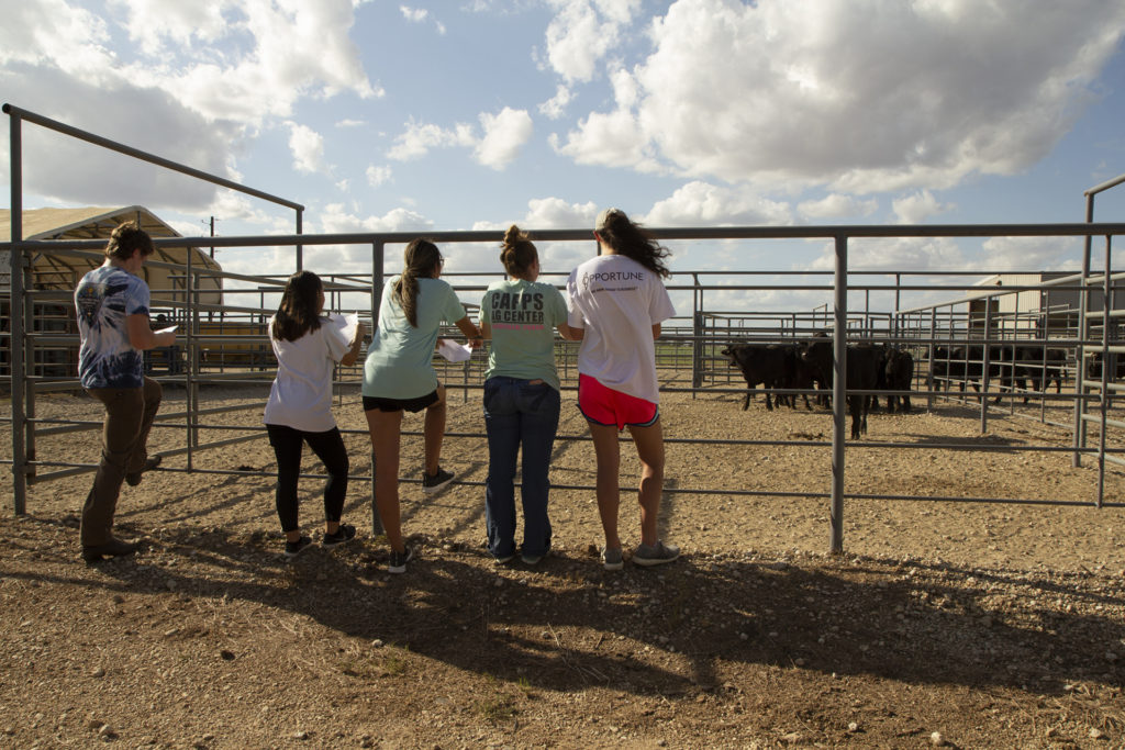 students evaluating livestock