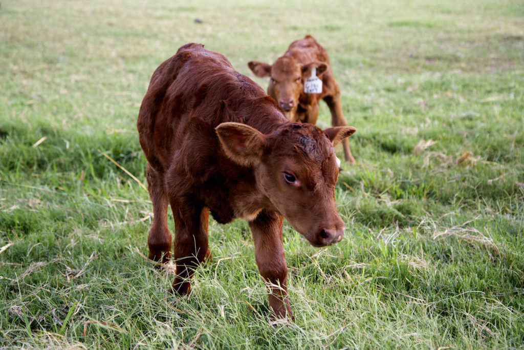 cattle, red Angus calf, livestock
