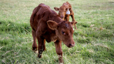 cattle, red Angus calf, livestock