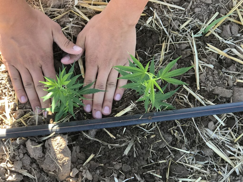 Close up of hands planting hemp plants in soil