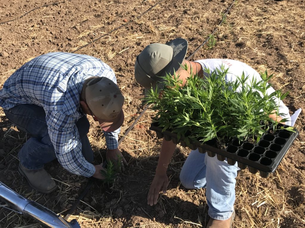 Two AgriLife Extension staff planting hemp transplants in an open field