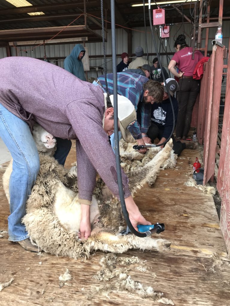 Several people shearing sheep during the school